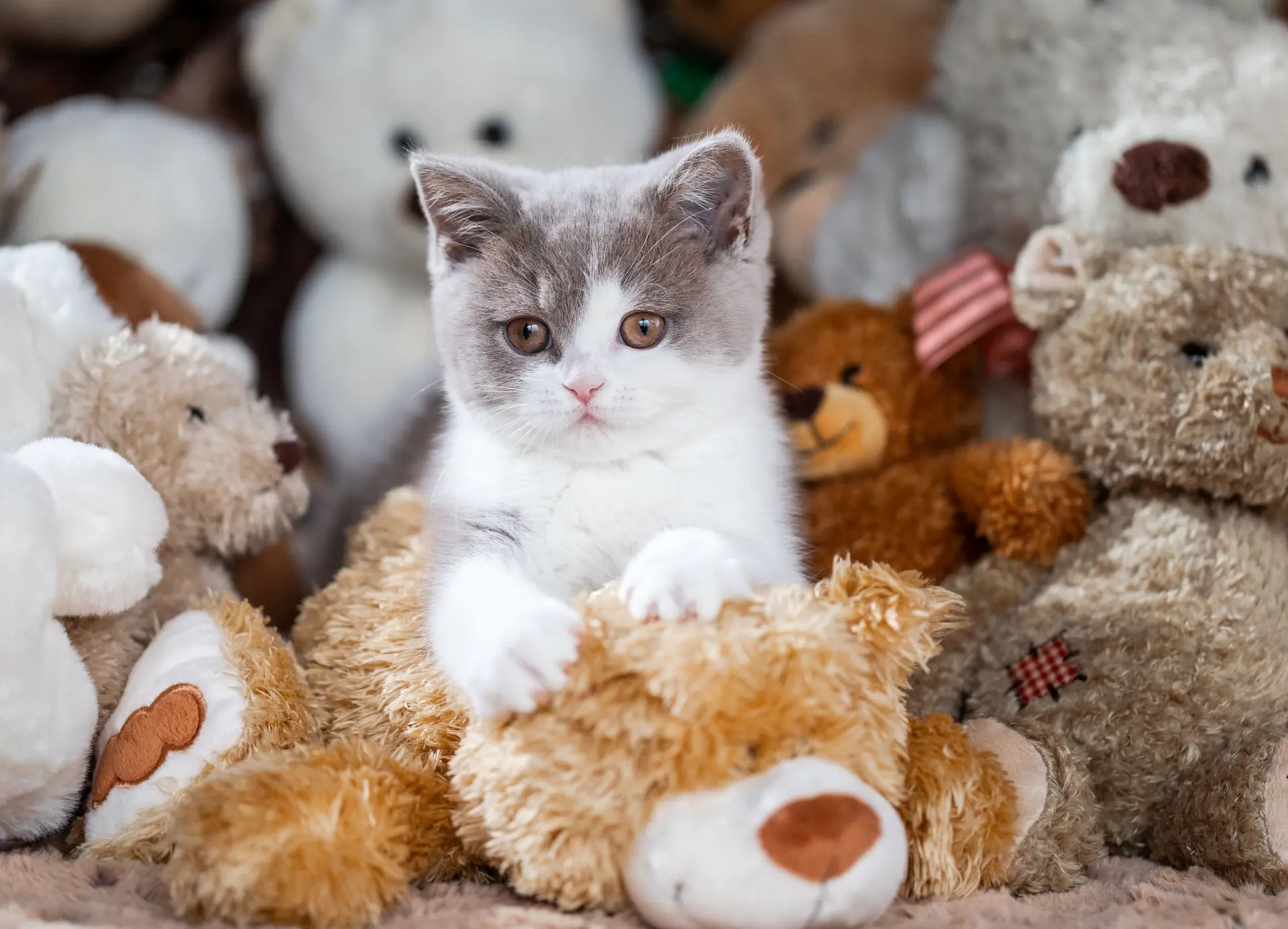 BKH Kitten zwischen Kuscheltieren – Britisch Kurzhaar Zucht von Fulerum in Mülheim an der Ruhr