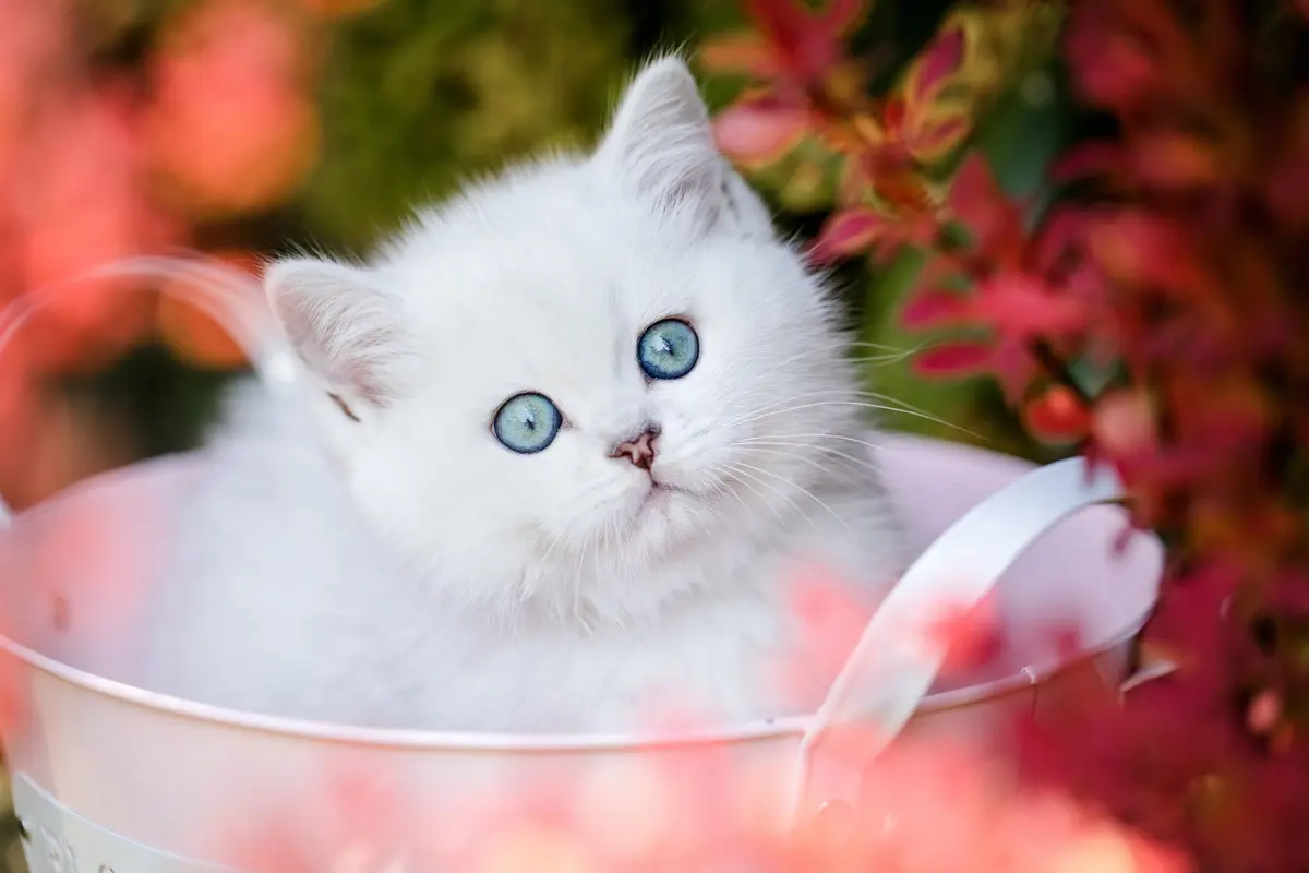 Weißes BKH Kitten mit blauen Augen in weißem Eimer zwischen roten Blüten