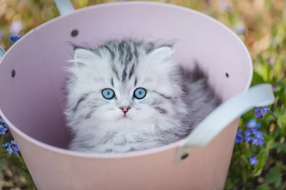 Silver-Tabby BLH Kitten mit blauen Augen in rosa Eimer – Britisch Langhaar aus Mülheim