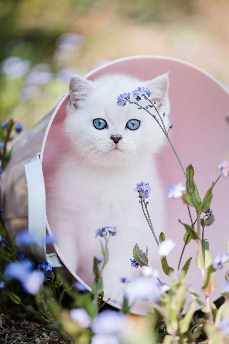 Silbernes BKH Kitten in rosa Eimer mit Vergissmeinnicht – Britisch Kurzhaar von Fulerum